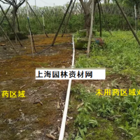 草坪里的雜草怎么去除，上海綠化養(yǎng)護(hù)草坪雜草如何管理