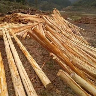 上海削皮杉木樁，浦東去皮杉木支撐，大樹支撐